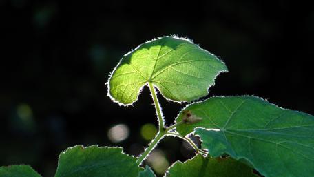 Glowing Green Leaves in Nature's Light wallpaper
