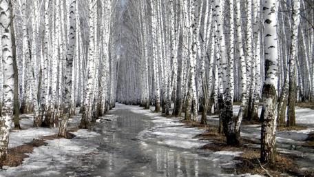 Pathway Through Winter Birch Forest wallpaper
