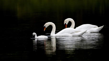 Graceful Swans in Serene Waters wallpaper