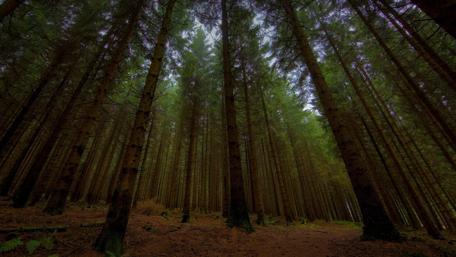 Enchanted Twilight in the Pine Forest wallpaper