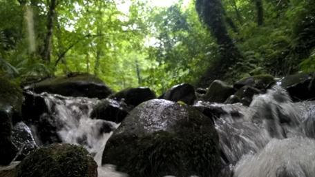 Serenity in Forest Streams wallpaper
