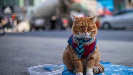 Urban Chic Feline Fashionista wallpaper