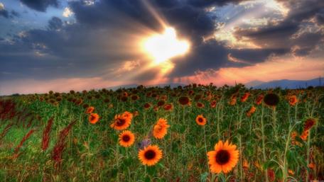Golden Sunset Over Sunflower Field wallpaper