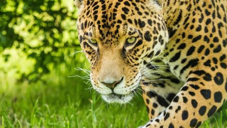 Majestic Jaguar in Nature's Embrace wallpaper