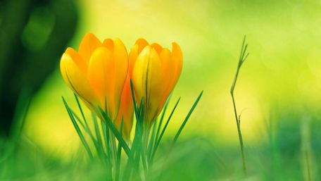 Bright Yellow Crocuses in Greenery wallpaper