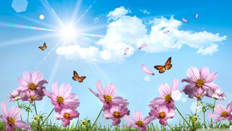Spring Blossoms and Fluttering Butterflies wallpaper