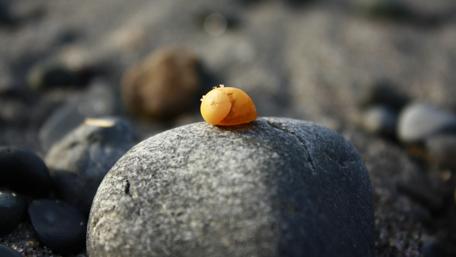 Vibrant Orange Snail on Grey Rock wallpaper