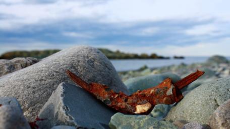 Rusty Metal in Tranquil Shoreline Scene wallpaper