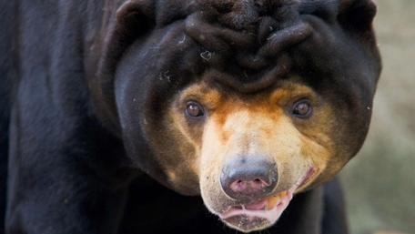 Majestic Sun Bear Portrait wallpaper