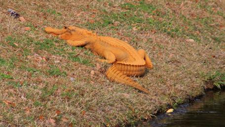 Vibrant Orange Alligator on the Bank of Waterway wallpaper