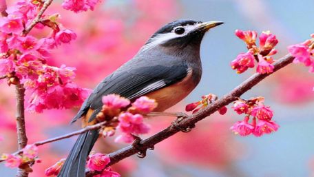 Springtime Serenity with a Colorful Bird wallpaper