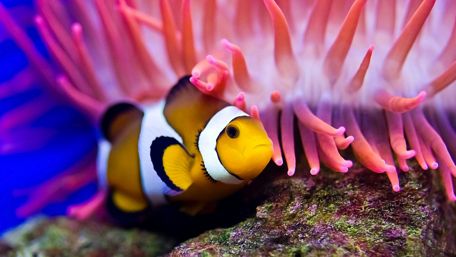 Clownfish Haven in Vibrant Coral Reef wallpaper