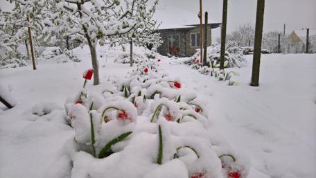 Winter's Embrace on Spring Blooms wallpaper