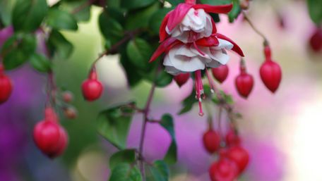 Vibrant Blossoms in Nature's Embrace wallpaper