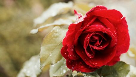 Radiant Rose with Dew-Kissed Petals wallpaper
