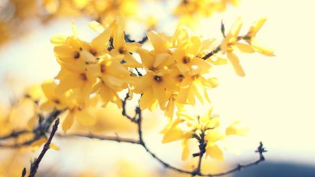 Spring Blossoms Brightening the Day wallpaper