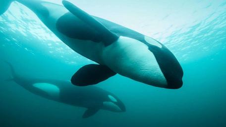 Majestic Dolphins Swimming in Tranquil Waters wallpaper