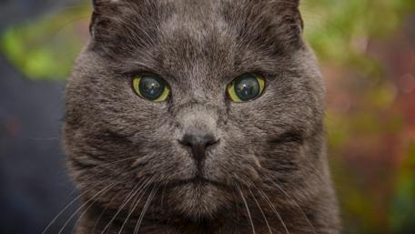 Majestic Grey Cat Face Wallpaper wallpaper