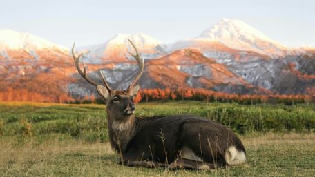 Majestic Deer in a Serene Mountain Landscape wallpaper
