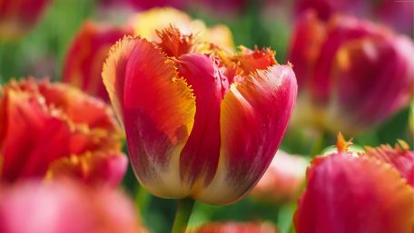 Vibrant Tulips Blooming in Spring Sunlight wallpaper