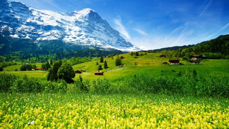 Springtime Bliss in Swiss Meadows wallpaper