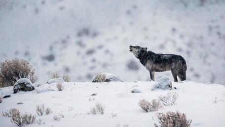 Winter Howl of the Wolf in Snowy Wilderness wallpaper