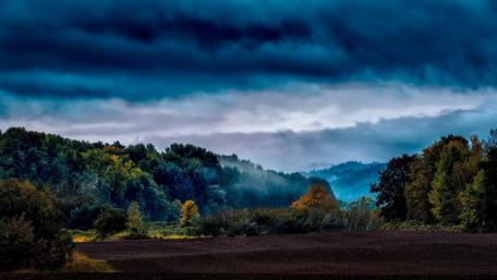 Misty Forest Under a Cloudy Sky wallpaper
