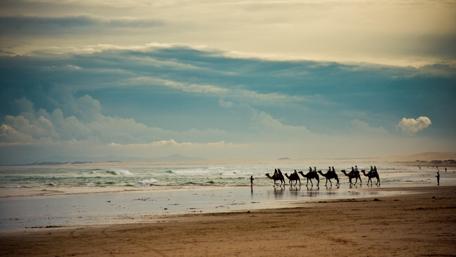 Majestic Camels on Tranquil Beach Scene wallpaper