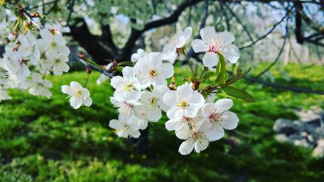 Blooming Cherry Blossoms in Springtime Beauty wallpaper
