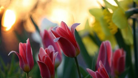 Spring's Dawn with Vibrant Tulips wallpaper