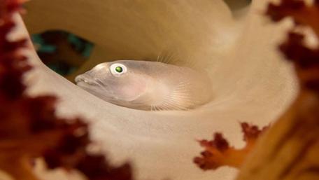 Underwater Serenity with Small Fish wallpaper