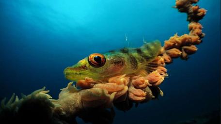 Vibrant Underwater Life with Small Fish wallpaper