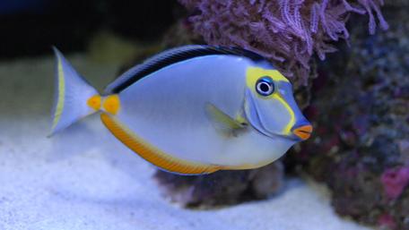 Vibrant Marine Fish Swimming in Coral Reef Scene wallpaper
