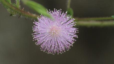 Delicate Beauty of Nature's Ball Flower wallpaper