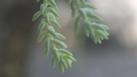 Gentle Green Succulents Embracing Nature's Beauty wallpaper
