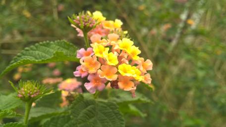 Vibrant Bouquet of Lantana Flowers in Bloom wallpaper