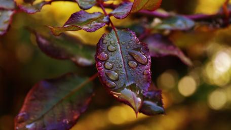 Serene Morning Dew on Leaves wallpaper