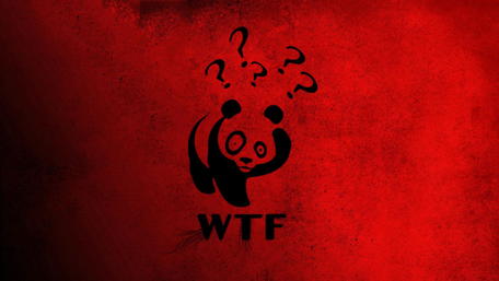 Bewildered Panda Expresses Surprise wallpaper