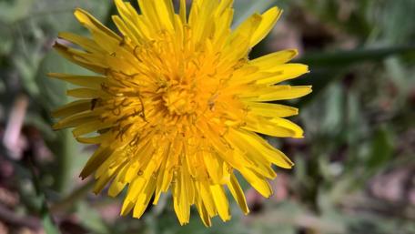 Vibrant Yellow Dandelion Close-Up Artwork wallpaper