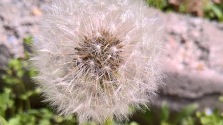 Delicate Dandelion Seeds in the Breeze wallpaper