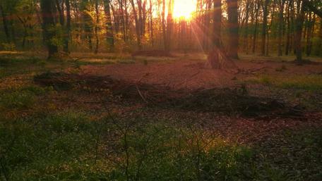 Serene Sunset Through the Forest wallpaper