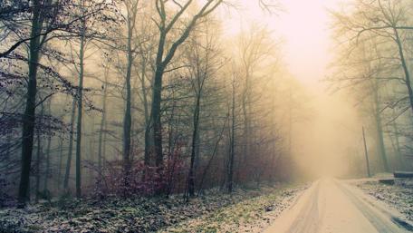 Misty Twilight Forest Wonderland wallpaper