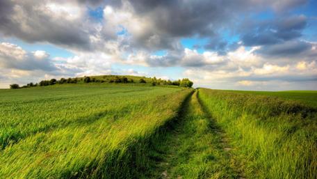 Serene Country Path with Lush Fields wallpaper