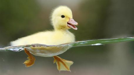 Adorable Duckling Taking a Dip wallpaper