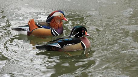 Colorful Ducks on a Serene Lake wallpaper