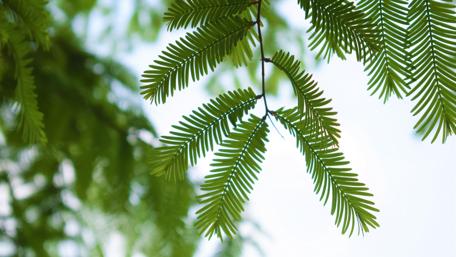 Serenity in Green Foliage wallpaper