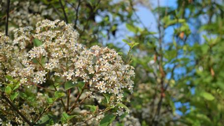 Blossoming Beauty in Nature's Embrace wallpaper