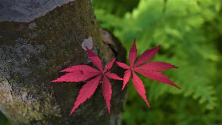 Vibrant Red Leaves Against Nature's Backdrop wallpaper
