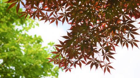 Autumn Leaves Over Gentle Greenery wallpaper