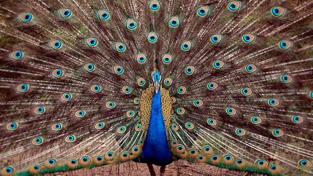 Majestic Peacock Displaying Vibrant Plumes wallpaper
